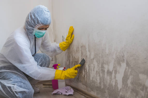 Mold Documentation for Insurance Claims in Arroyo Seco, NM